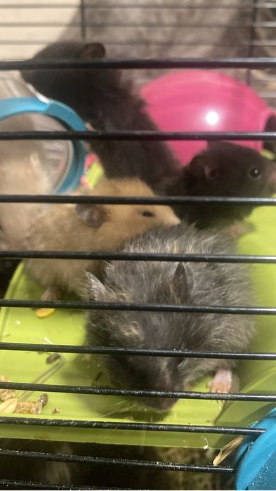 Vendo gaiola com 14 hamsters