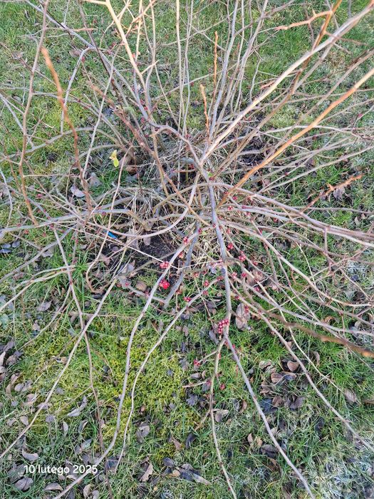 Pigwowiec rośliny pigwa