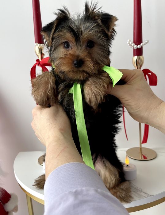 Всього 4 Чарівніх Йорків