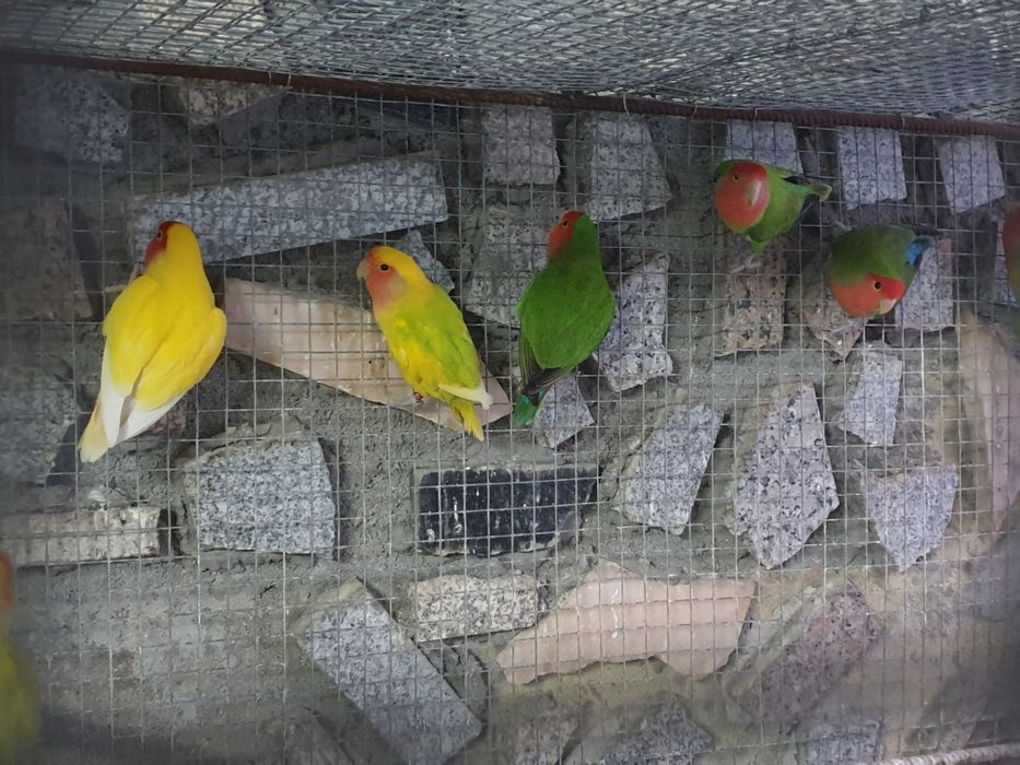 Agapornis longfeathears