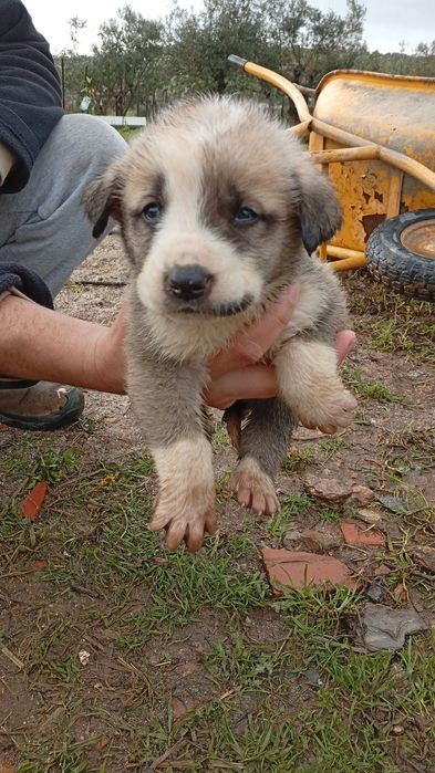 Rafeiros Alentejanos