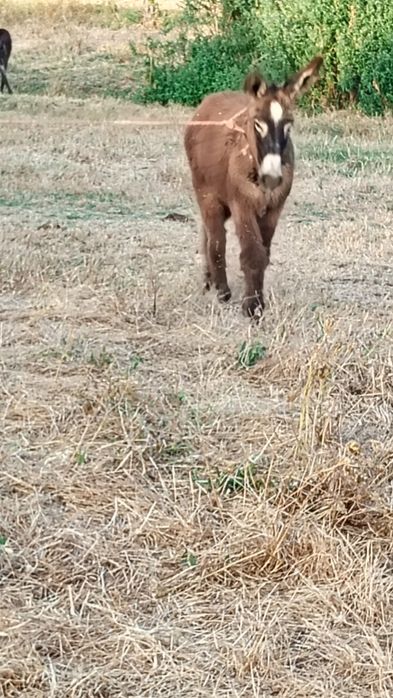 Burro com 6 meses