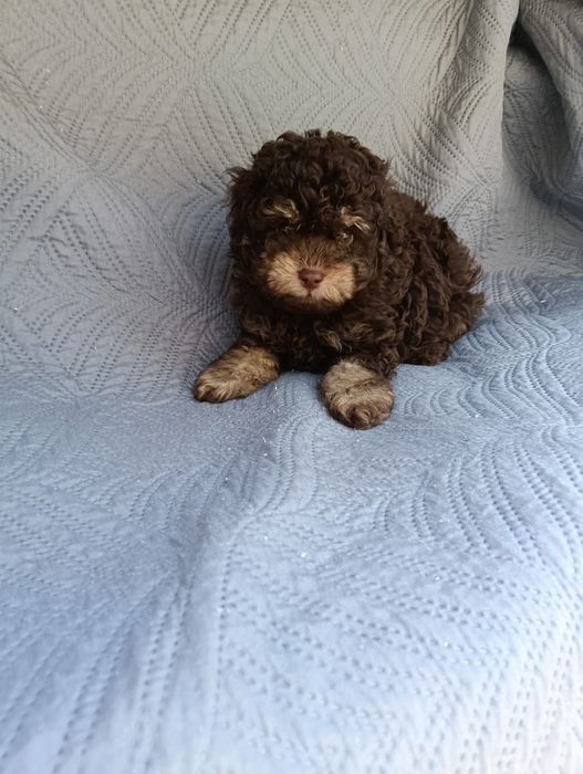 Poodle/Caniche toy macho