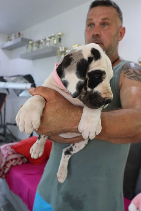 Suka Dog Niemiecki hodowla La Componella FCI suka bardzo mocna ZKwP