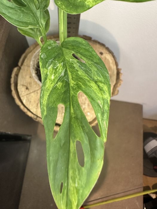 Монстера Monstera Adansonii Mint Indonesia.