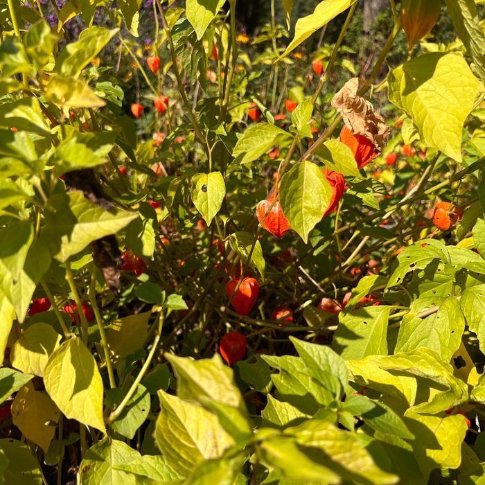 Miechunka Rozdęta (Physalis franchetii) Czerwone Lampiony 2.0L