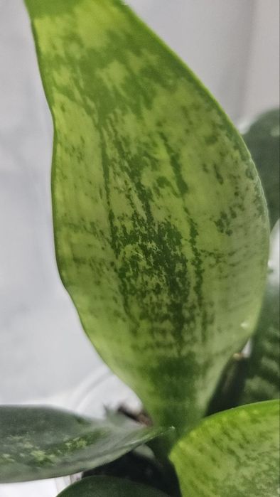 Sansevieria trifasciata Moonshine Reversion!