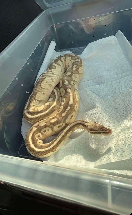Bongo lesser oswojony