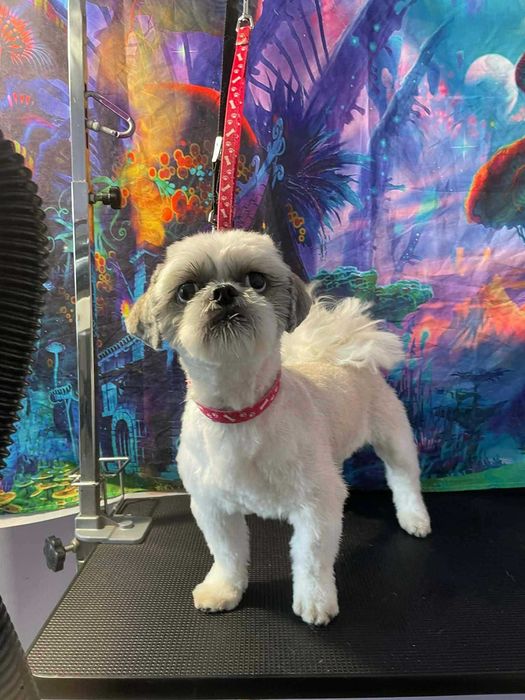 Pies shih tzu trójkolorowe
