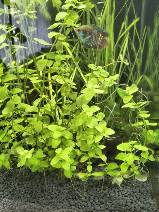 Lysimachia nummularia aquatica roślina akwariowa