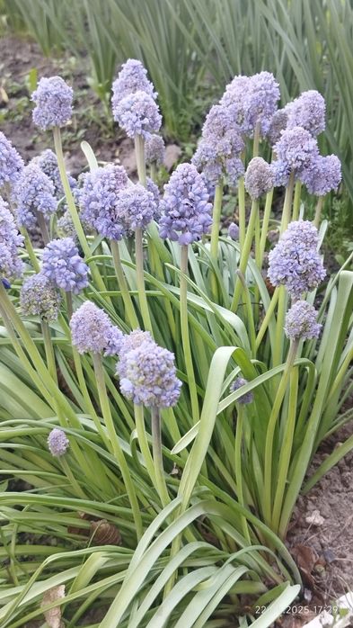 Квіти з своєї клумби