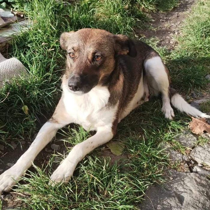 Хороша собака на охорону