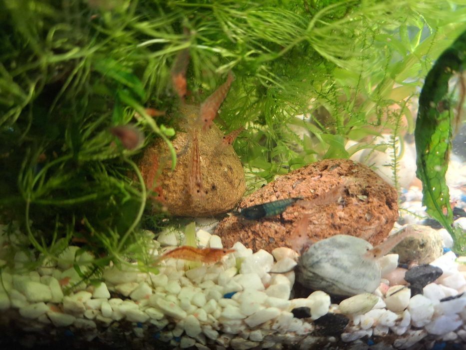 Krewetki akwariowe glupiki male