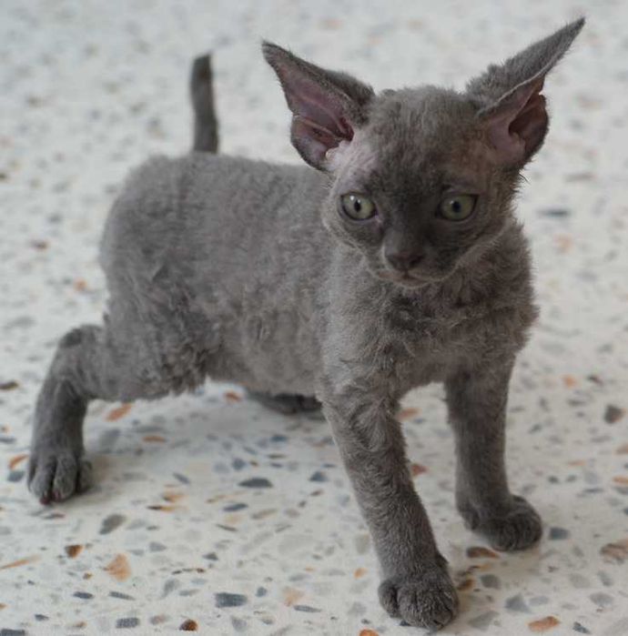 Kocurek Devon rex  rodowód