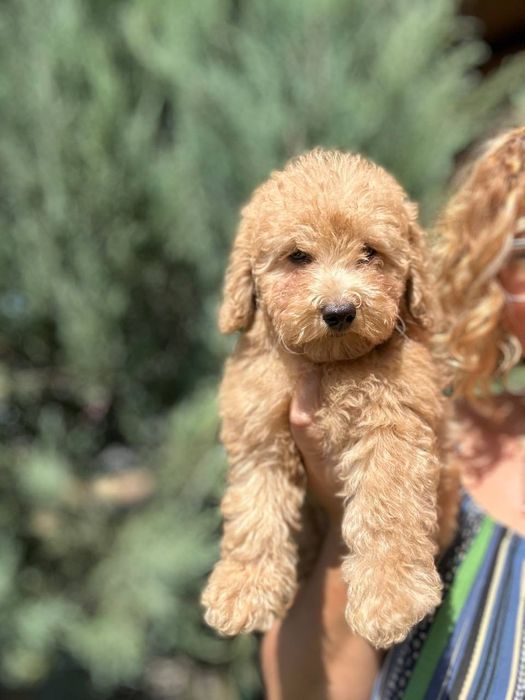 Мальтипу хлопчики, чистокровні .В описі інформація читайте