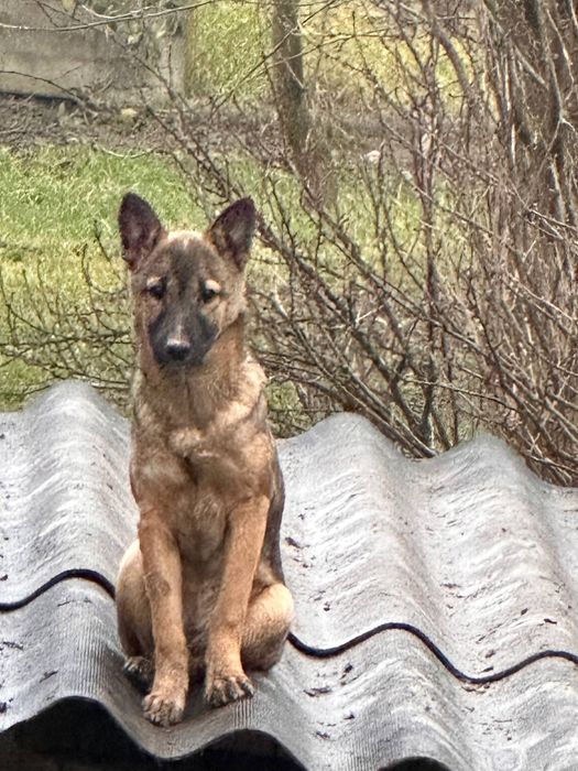 Собаки та ГРОШІ (певна сума на перший час)