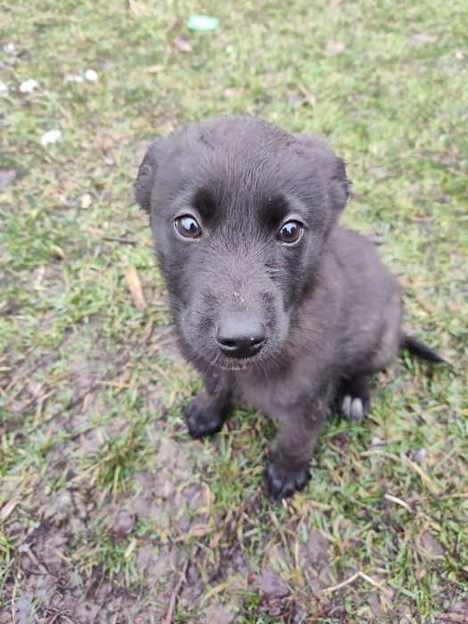 Собачка/сабака/цуценя