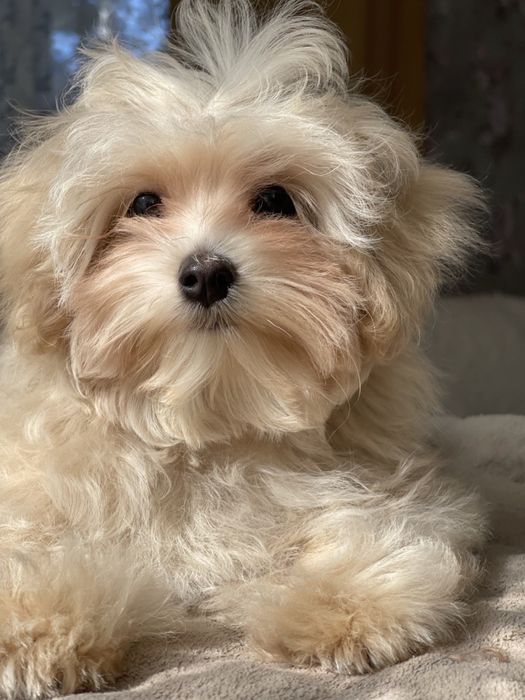 Мальтипу | Maltipoo