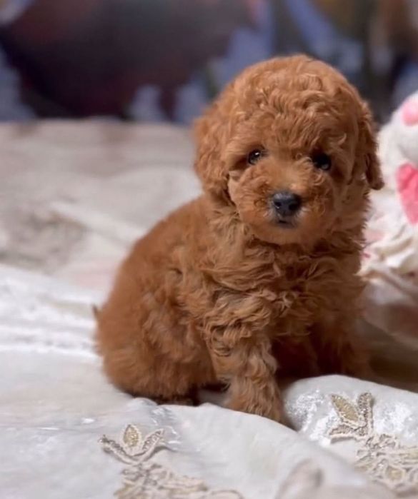 Розкішний малиш, той пудель