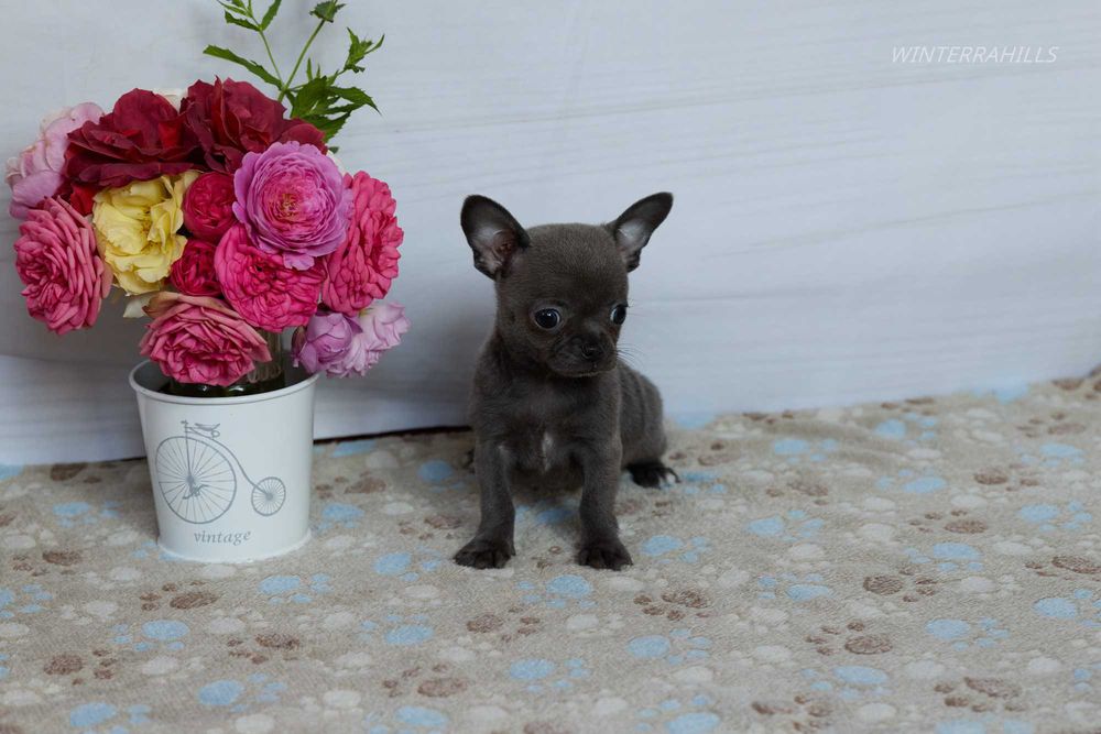 Blue smoothcoat female Chihuahua ~ Чіхуахуа КСУ