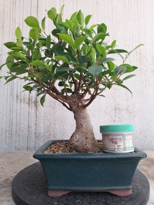 Bonsai ficus shohin