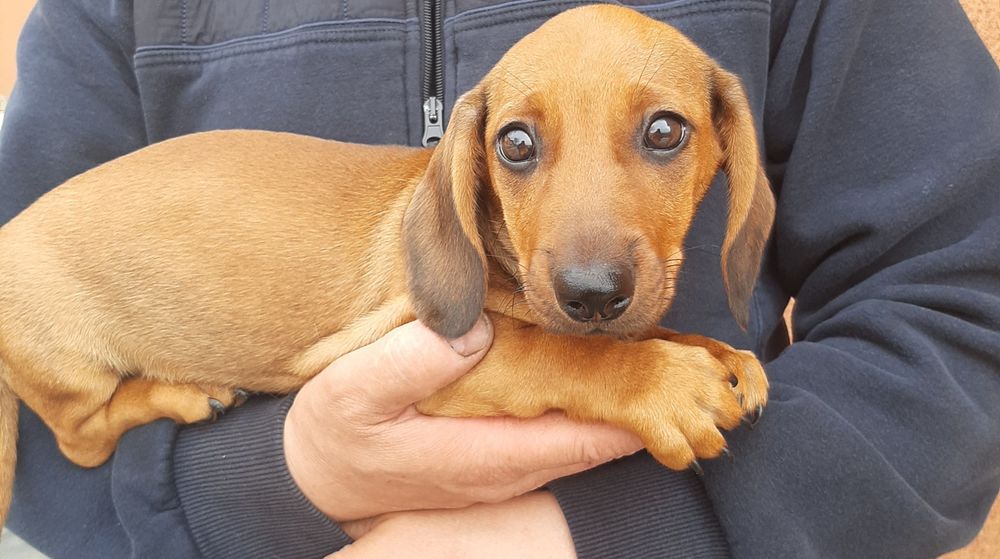 Гладкошерстні таксята.