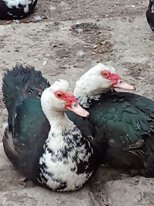 Молодые индоутки