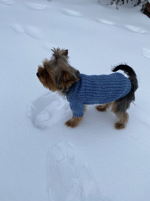 Светр для собаки