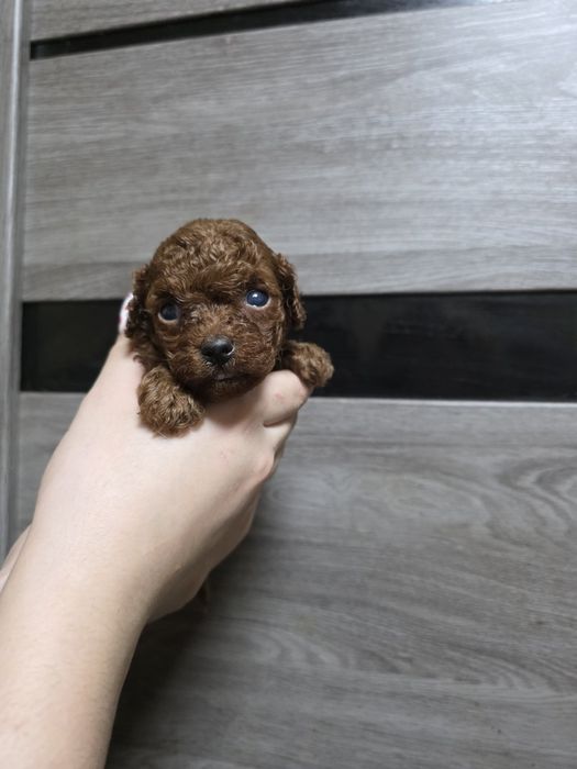 Пудель Ред Браун Тикап