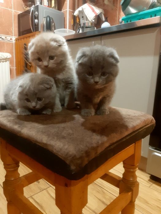 Шотландські кошенята Весловухі.