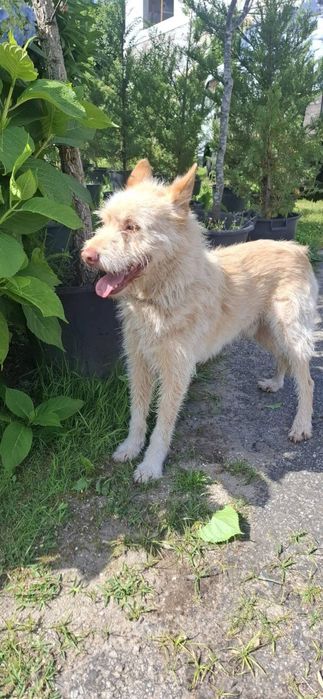 Caozinho para adopção responsável