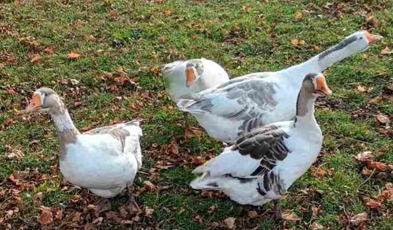Продаю домашніх гусей