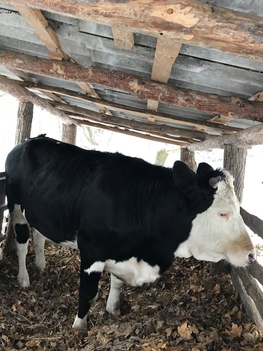 Продам тільну телицю 4 місяці
