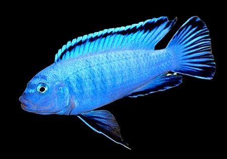 Псевдотрофеус Соколова Пиндани Аквариумные рыбки