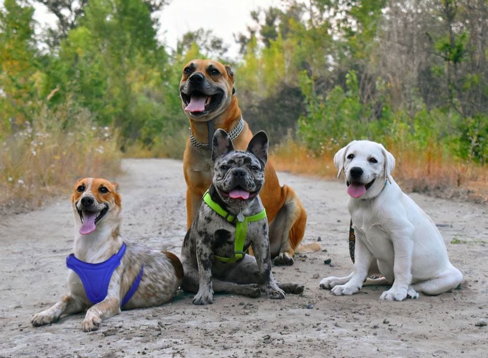 Зооготель | Перетримка собак у кінолога | Дресирування з проживанням
