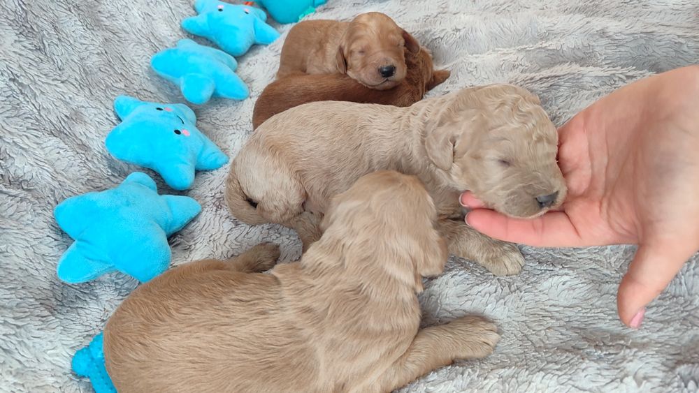 Goldendoodle F1b Doodle golden retriever badania genetyczne