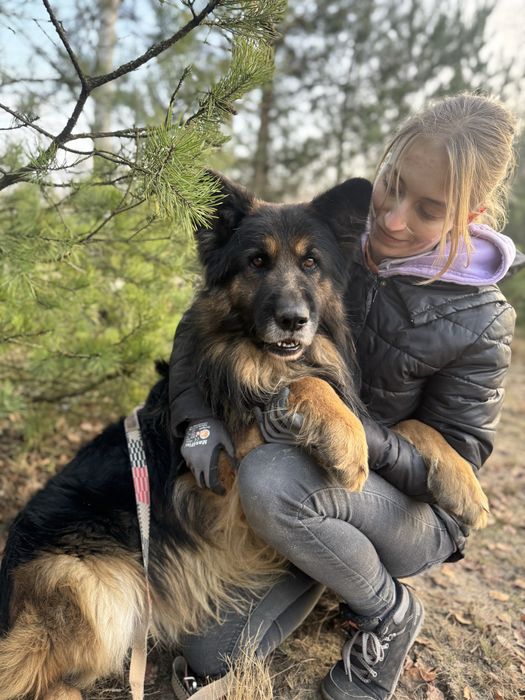 Hades - piękny owczarek niemiecki do adopcji!