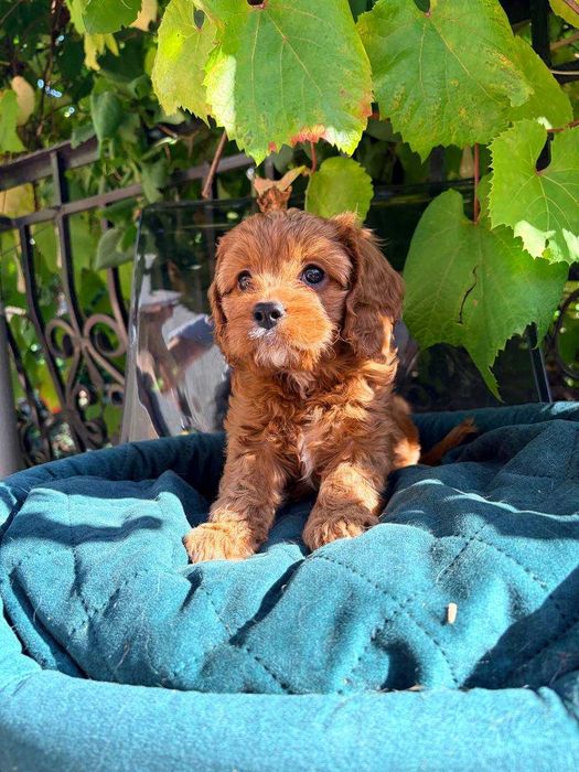 CAVAPOO - przeuroczy  maluch