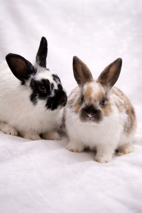 Декоративные кролики, домашние крольчата