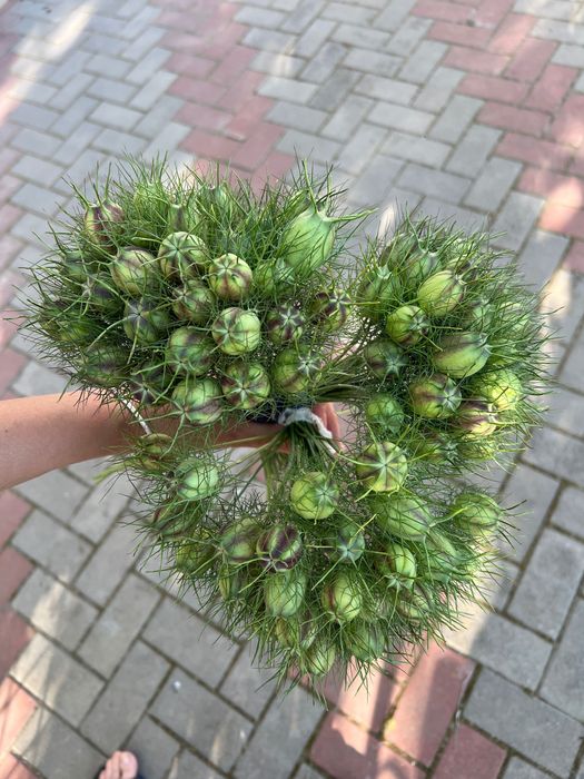 Пшениця, жито, ячмінь, нігела, овес, сухоцвіти, для флористів