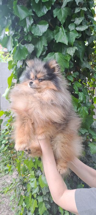 Вязка Мальчик Померанец