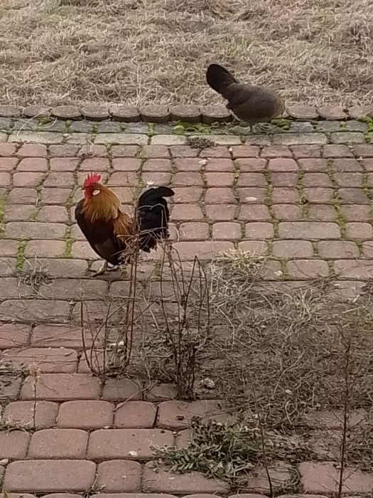 Karzełki holenderskie