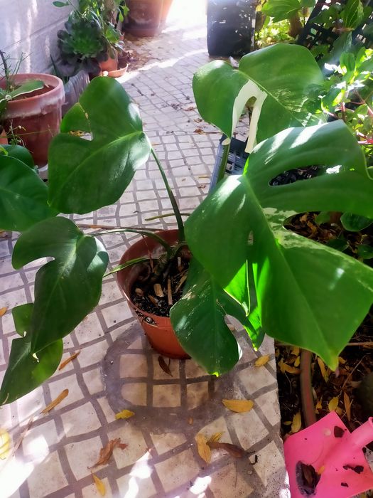 Costela-de-adao ou Monstera Deliciosa