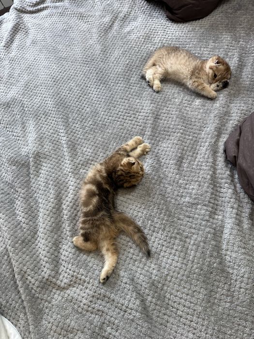 Шотландская кошка