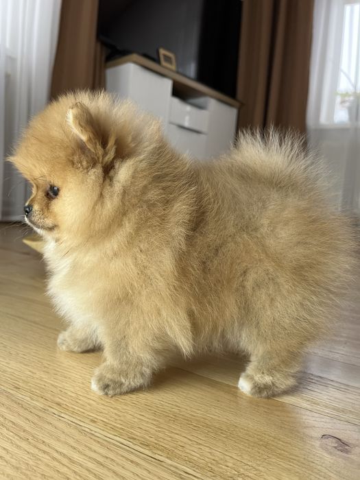 Міні померанські шпіцулі