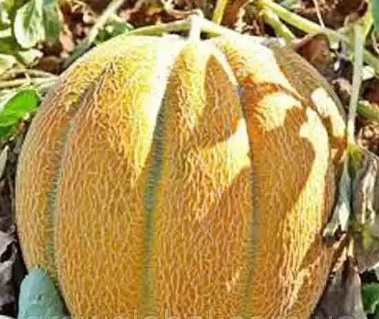 Семена дині Єфіопка ,Ананаска та саджанці малини,ежевіки, смородини