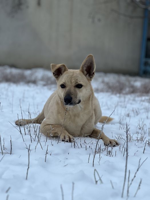Дівчинка Олівка з Херсону шукає сімʼю
