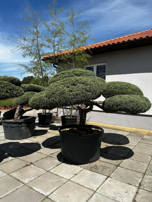 Bonsai-Niwaki formowane sosna cis jałowiec. Laurowiśnia jodła szmaragd