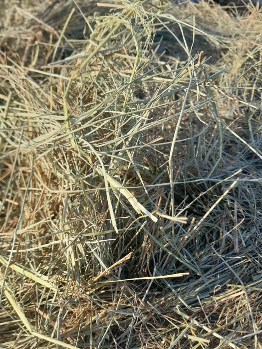 Sianokiszonka 2025r siano