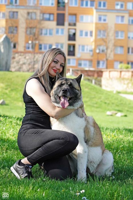 Piesek Akita Amerykańska